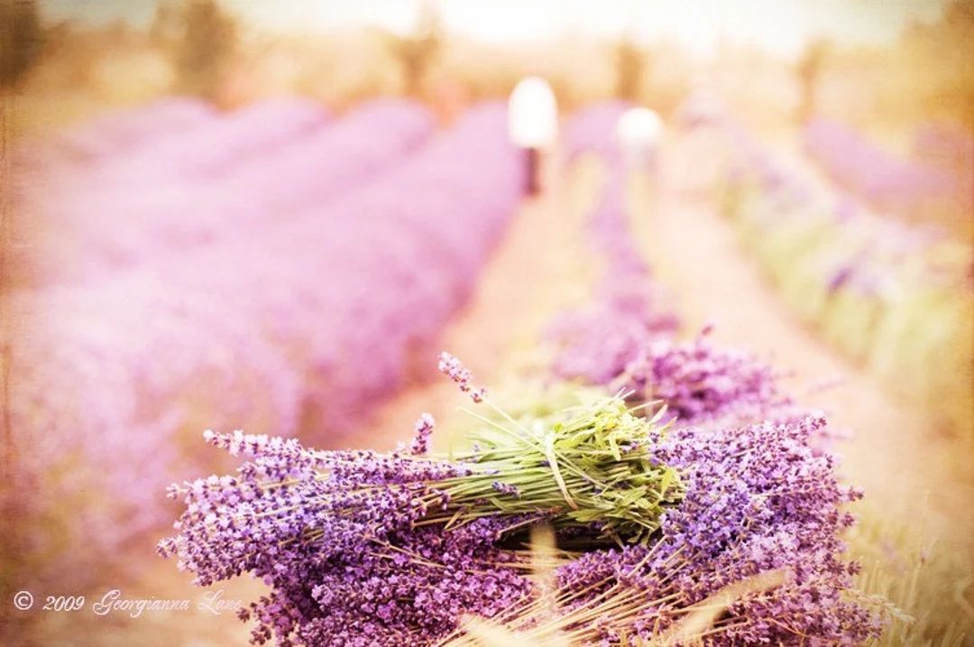 French Country Photography Lavender Harvest Fine Art - Etsy | Etsy (US)