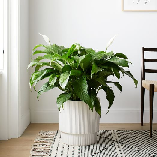 Live Peace Lily Plant | West Elm (US)