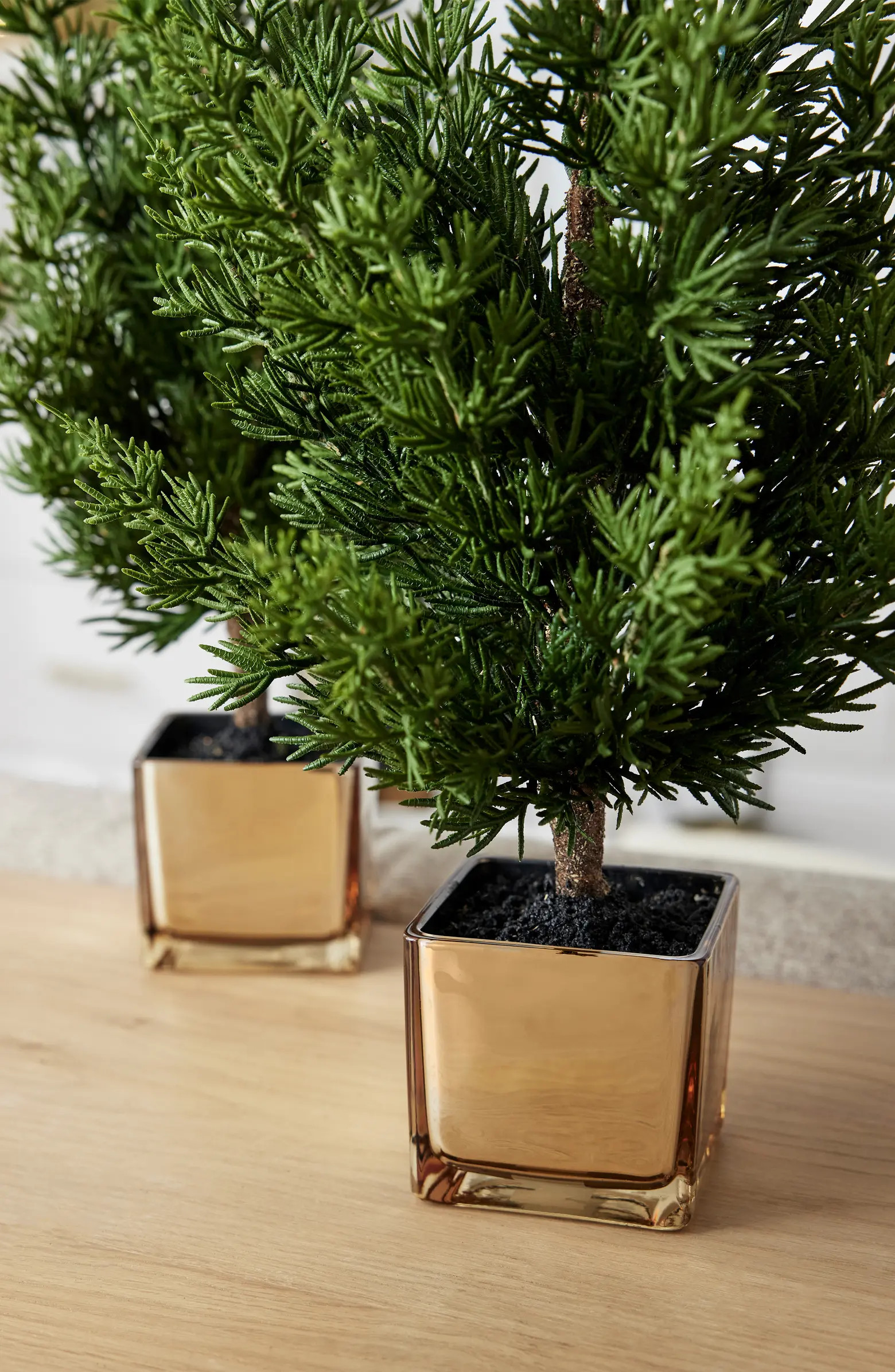 Evergreen Set of 3 Tabletop Trees | Nordstrom
