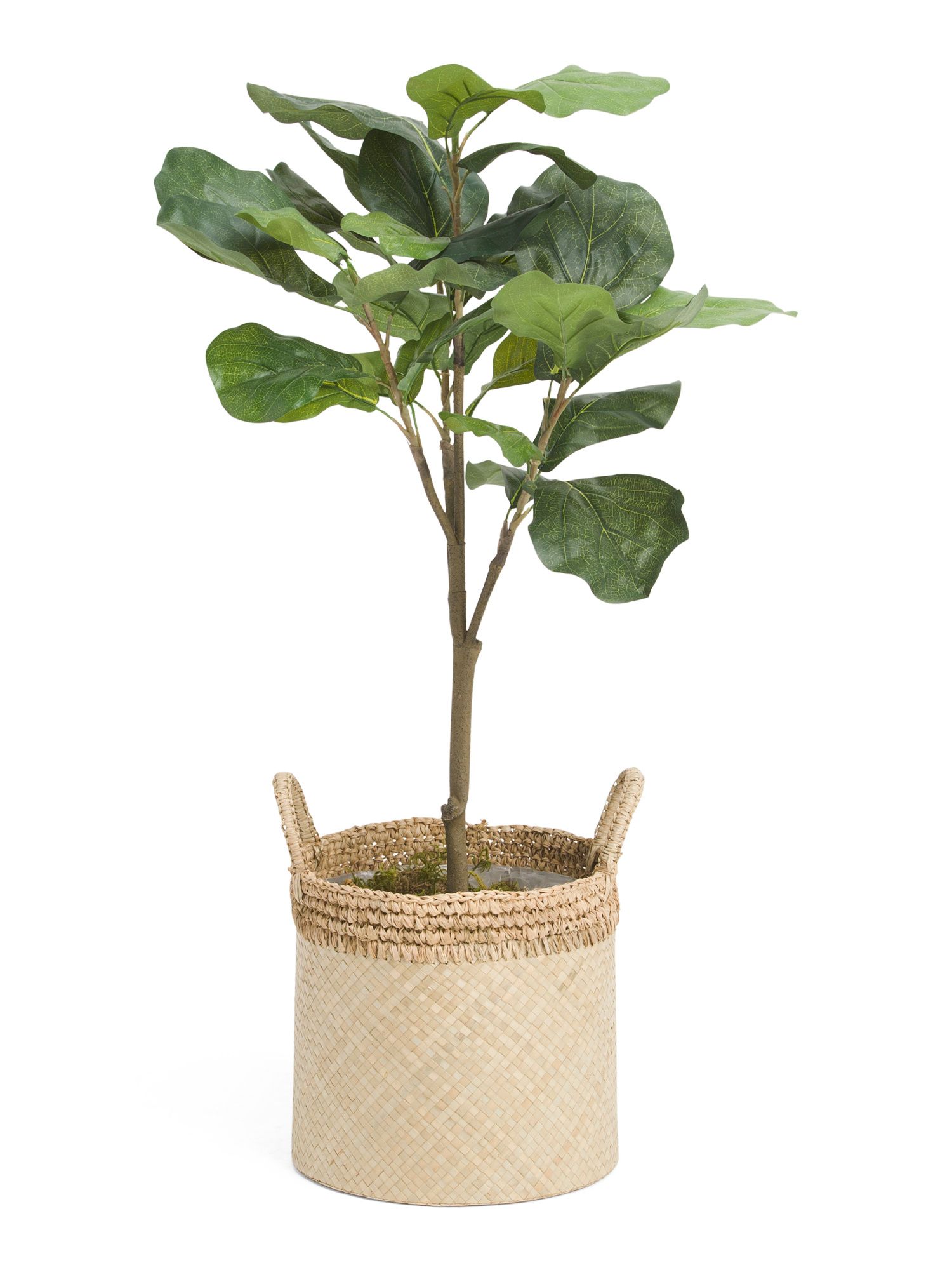 Fiddle-leaf Fig Tree In Pandan Basket | TJ Maxx