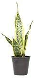 Live Snake Plant, Sansevieria trifasciata Laurentii, Fully Rooted Indoor House Plant in Pot, Mother  | Amazon (US)
