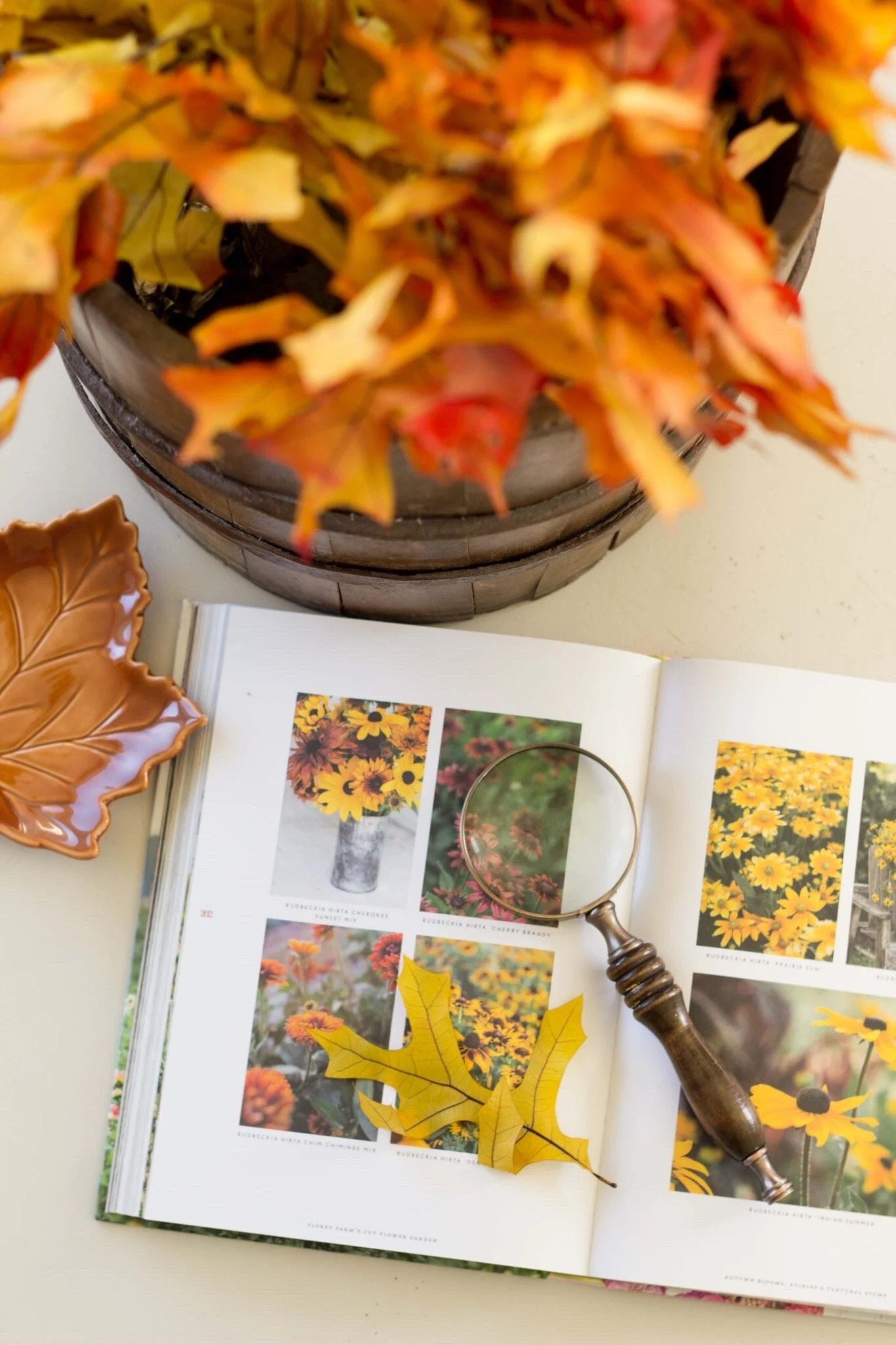 Cozy Fall things for the coffee table.

#LTKHome #LTKSaleAlert #LTKSeasonal