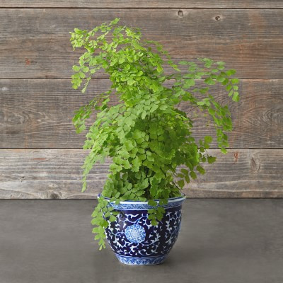Blue & White Ceramic Planter, Extra Small | Williams-Sonoma