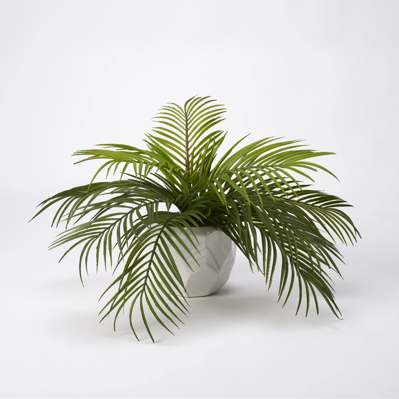Primrue Hawaiian Palm In Ceramic Planter & Reviews | Wayfair | Wayfair North America