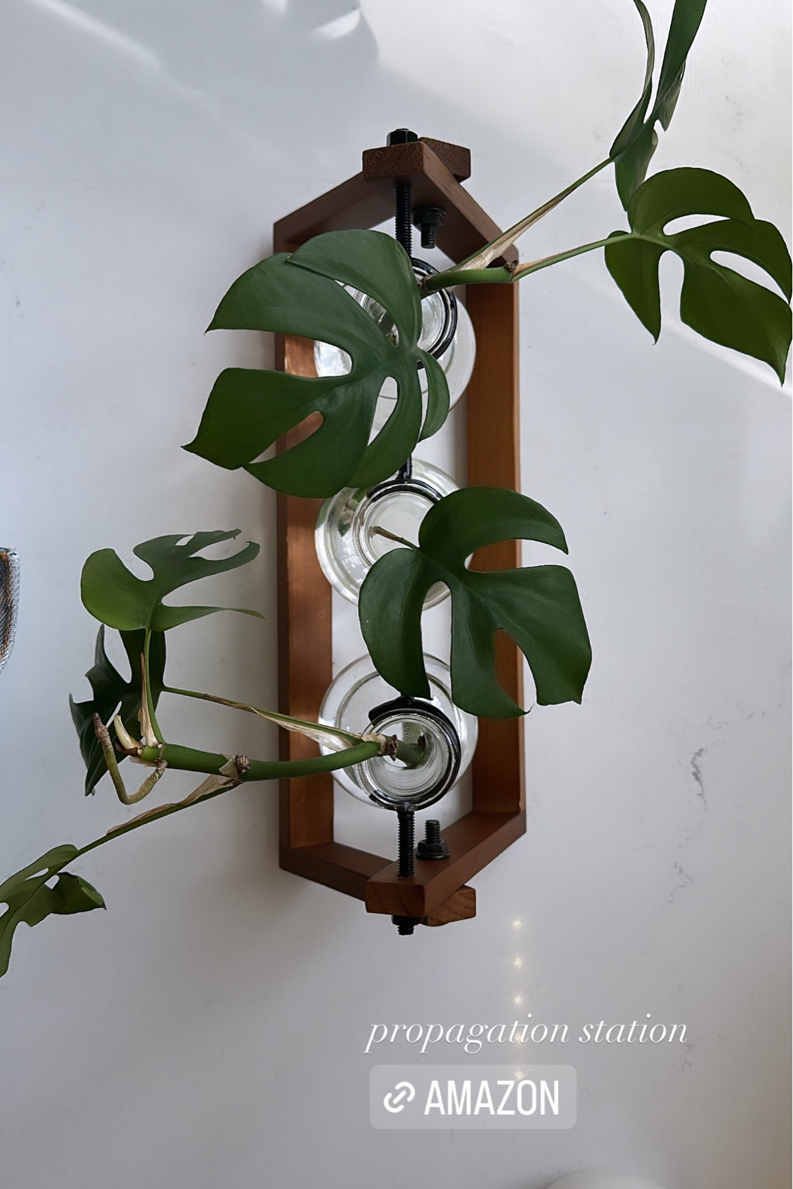 Propagation Station for my plant lovers. These make great (free) gifts! #plantlady #amazonspringsale

#LTKhome #LTKSeasonal #LTKfindsunder50