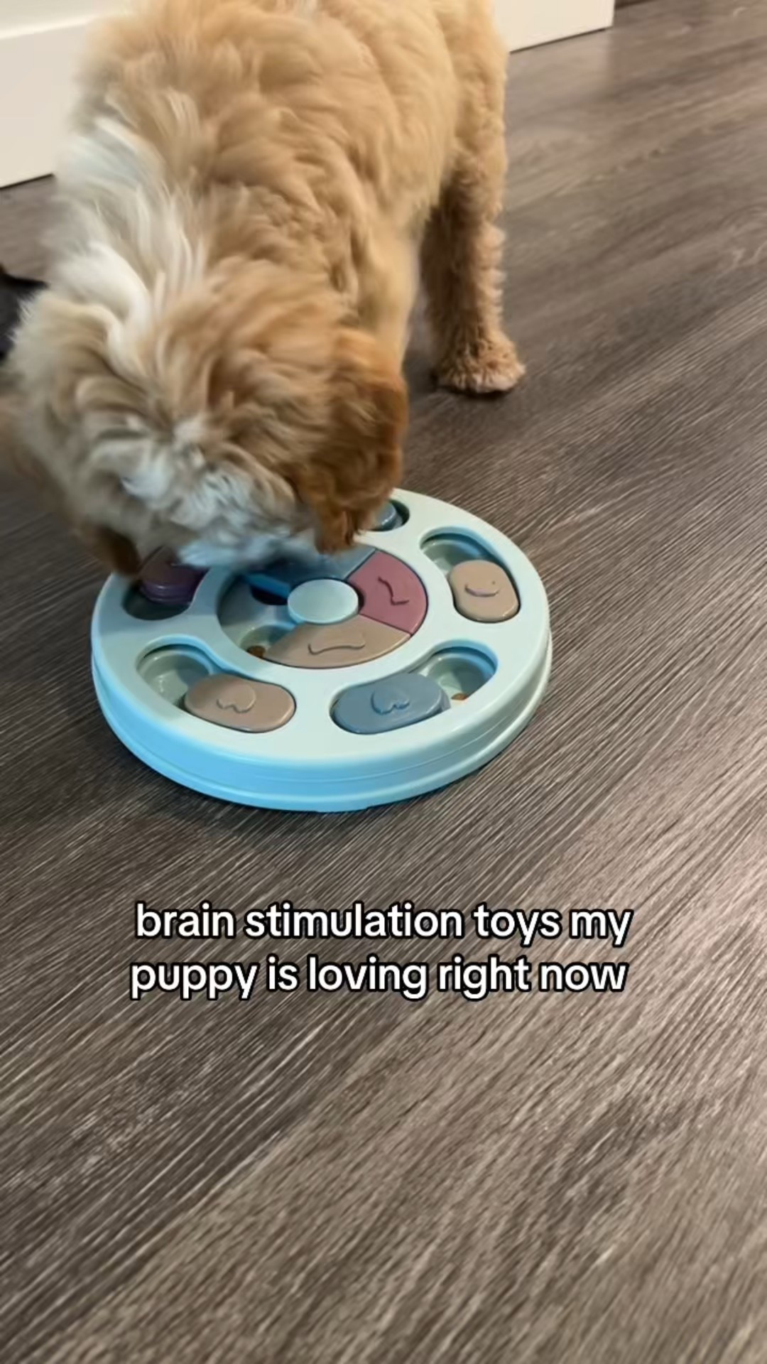 Keeping this fluffy guy entertained and mentally stimulated = a win for both of us!
Sharing his current faves that actually keep him busy (and out of trouble)
#dogtoy #braingamesfordogs #dogmomlife #goldendoodlepuppy #productrecommendation  #puppy #essentials #minigoldendoodle #minigoldendoodlesoftiktok #mentalenrichmentfordogs #ltk @Amazon @LTK  

#LTKFamily #LTKPets #LTKActive