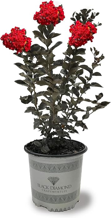 American Plant Exchange Black Diamond Crimson Red Crape Myrtle Tree Live, 3-Gallon Pot, 1-2ft Tal... | Amazon (US)