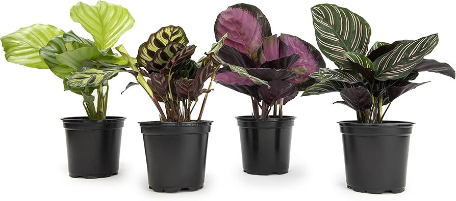 Calathea Prayer Plants Live House Plants Kit (4 PK), Calathea Plant Live Indoor Plants Live House... | Amazon (US)