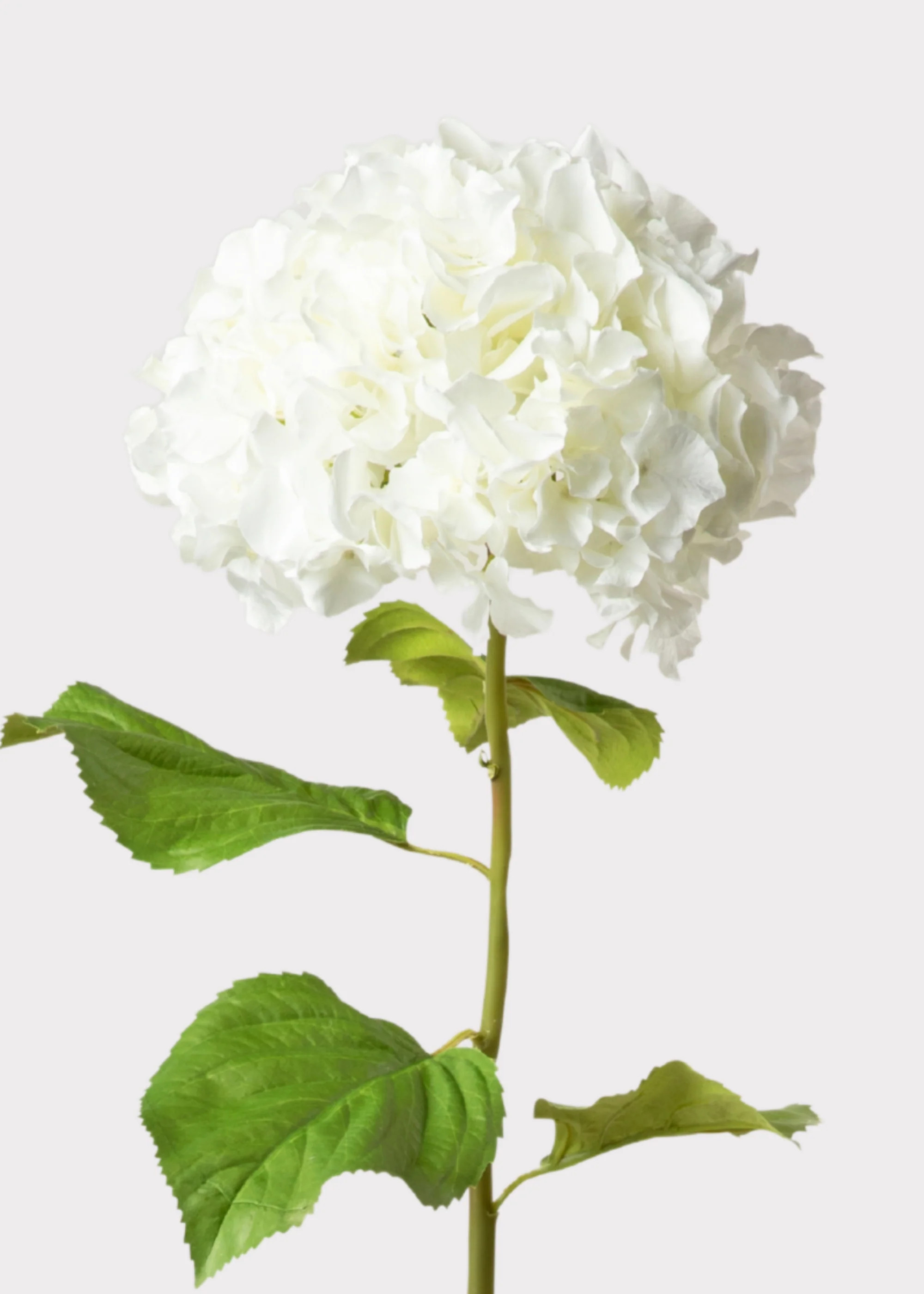 Tall Hydrangea Faux Flower in White - 45" | Afloral