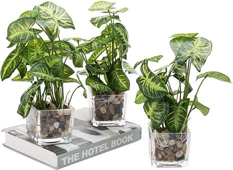 MyGift Artificial Taro Plants in Clear Vase with Decorative Stones, Set of 3 | Amazon (US)