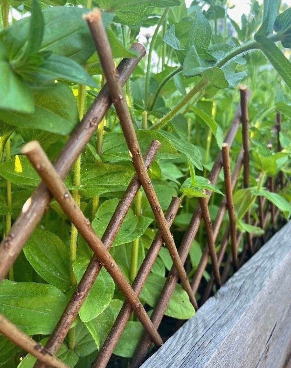 I added this expandable trellis to the garden and it changed the whole feel of the space. It was super quick to put in, but made everything look a little more put together. Such an easy way to add that soft, cottage feel 🌸

#LTKSeasonal #LTKHome #LTKSaleAlert
