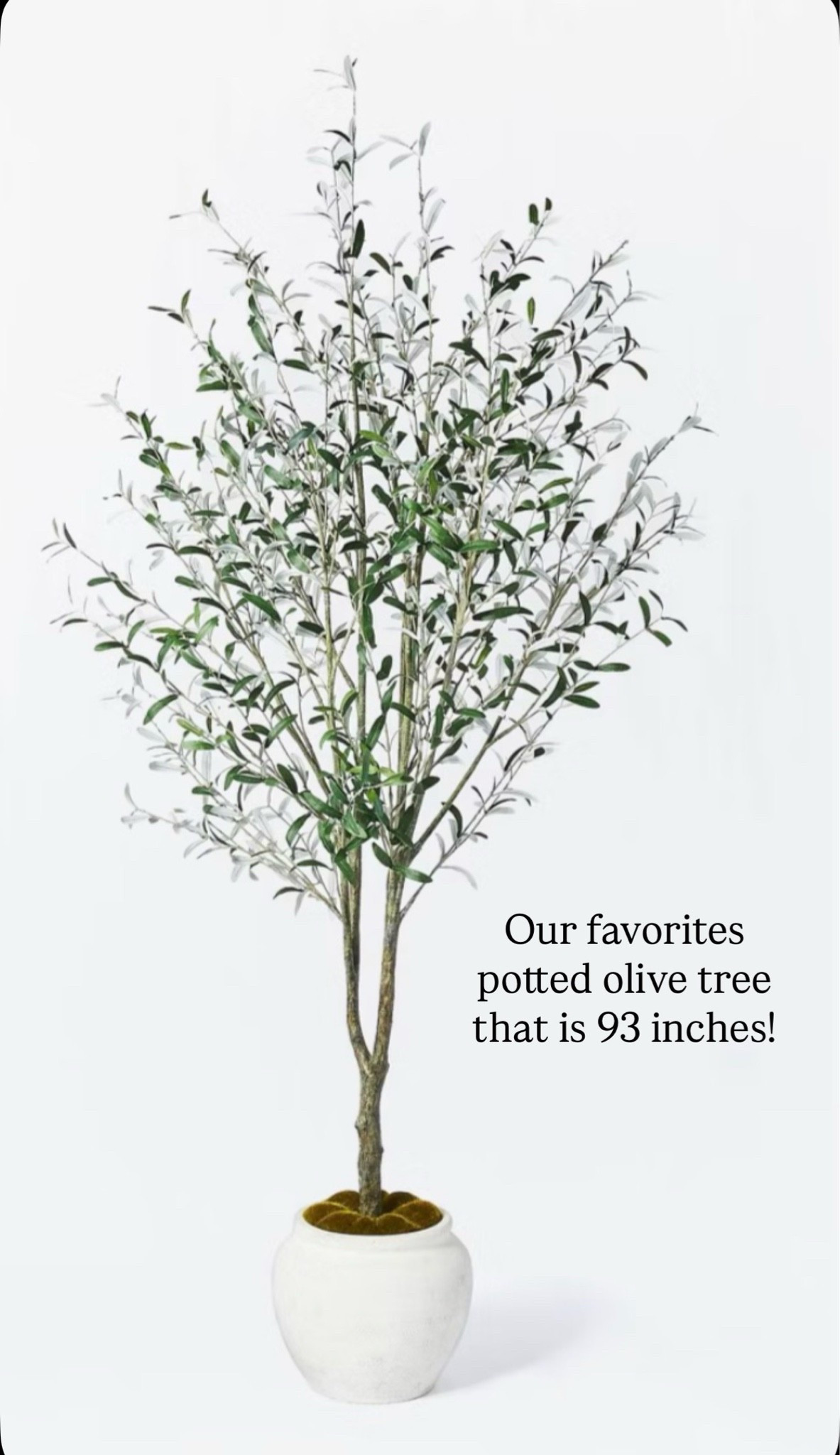 Target tree
Olive tree
Potted tree

#LTKdayinmylife #LTKHome #LTKSeasonal