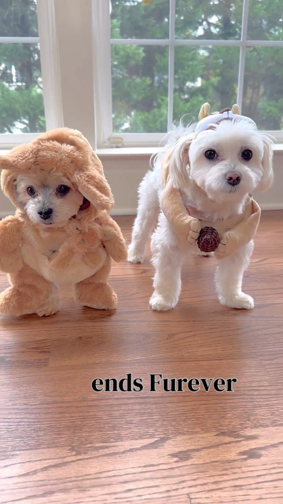 ᴛᴀʟᴇꜱ ᴏꜰ ᴛʜᴇ ᴋᴀɴɢᴀʀᴏᴏ & ᴄʜɪᴘᴍᴜɴᴋ

#LTKHoliday #LTKSeasonal #LTKHalloween