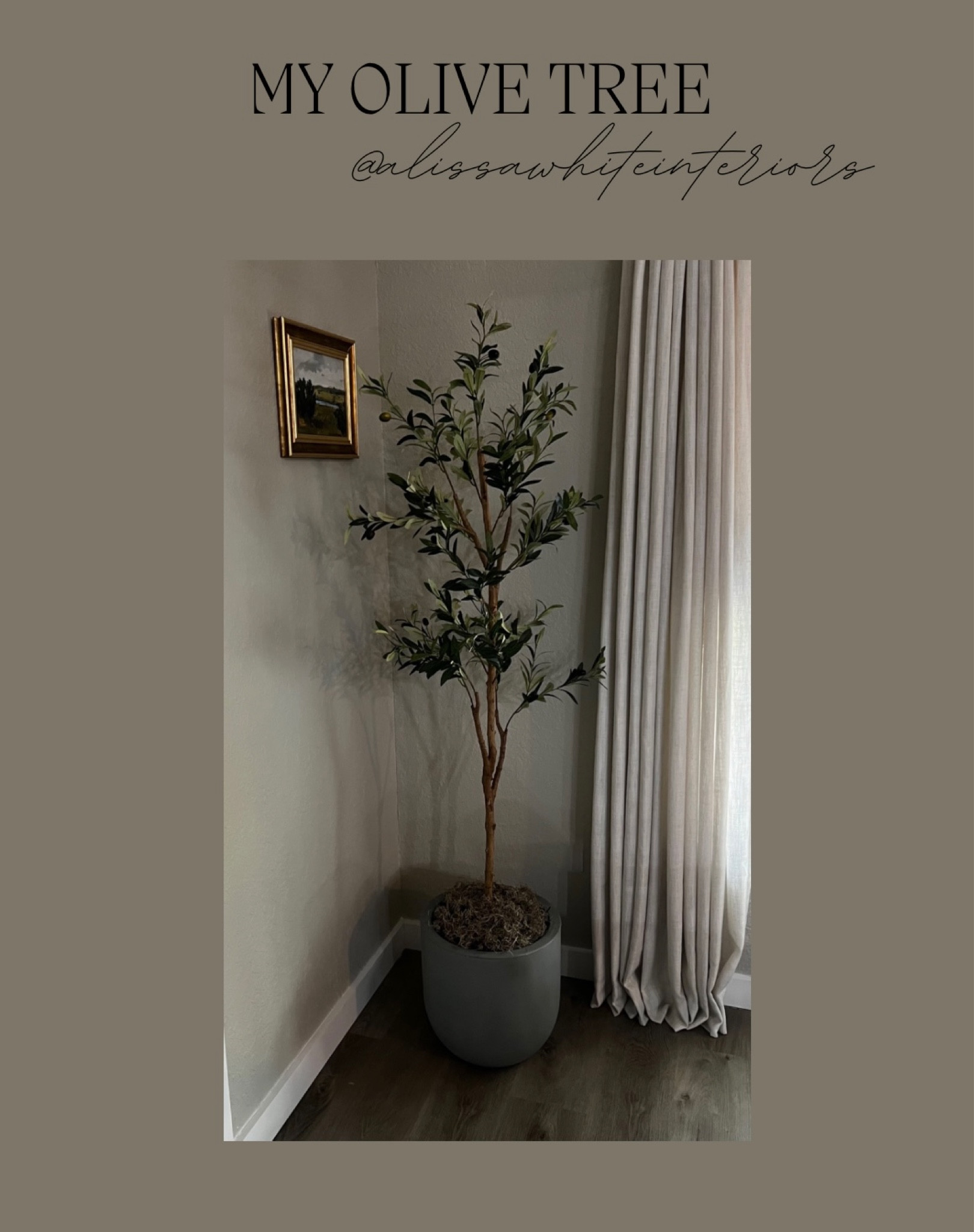 My $25 olive tree transformation.

#LTKhome #LTKfindsunder50 #LTKsalealert