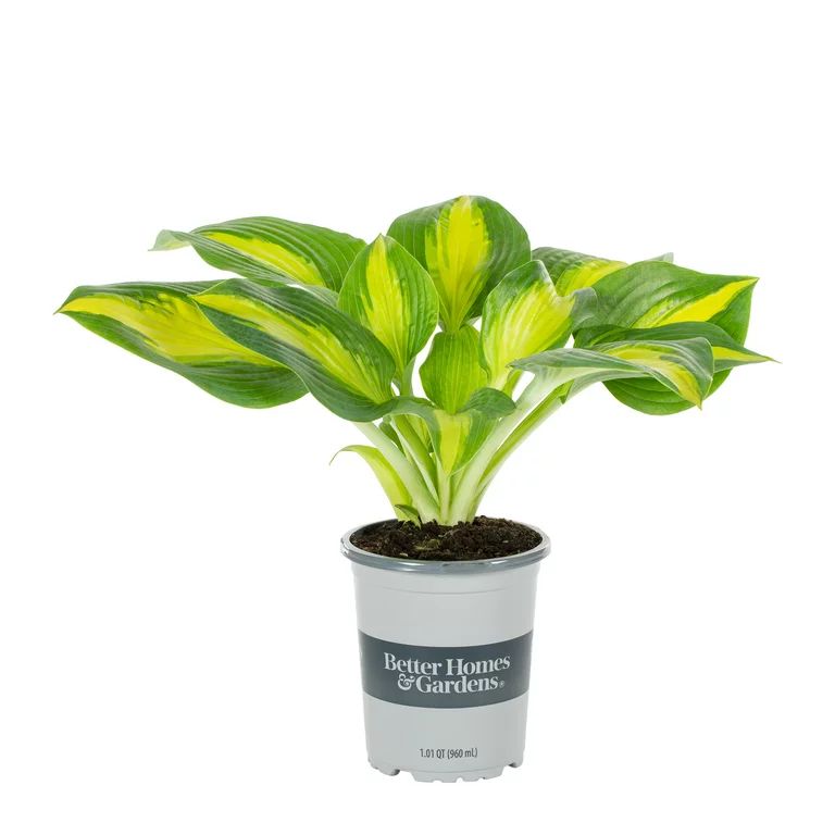Better Homes & Gardens 1 Quart Variegated Hosta Perennial Live Plant 5 -Pack with Grower Pot | Walmart (US)