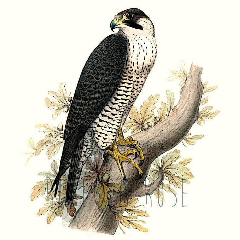 Vintage Peregrine Falcon Print Fine Art Print Nature Art | Etsy | Etsy (US)