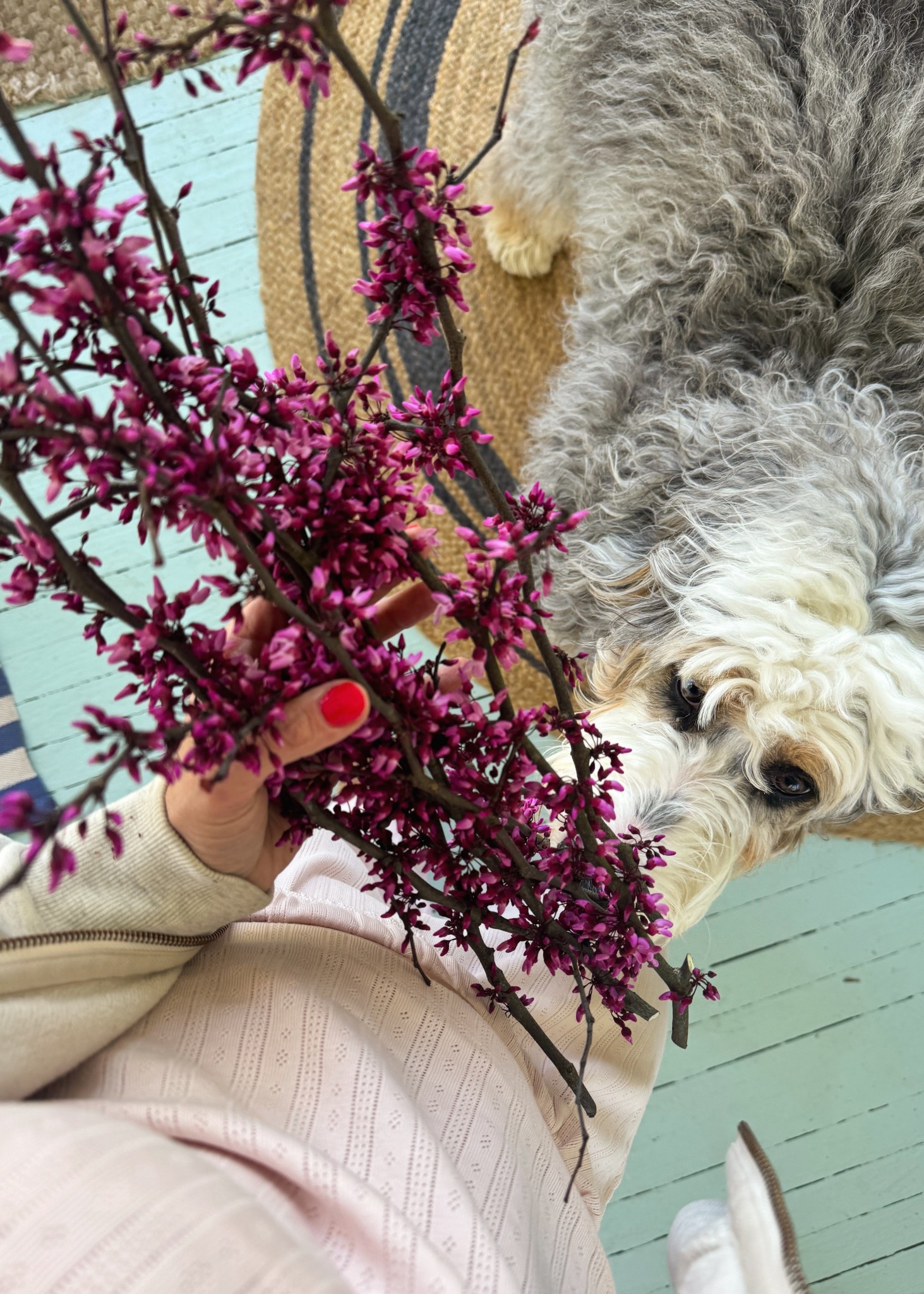 Happy Saturday from the prettiest girl 🐾🩷🦴 & the most comfortable organic cotton pointelle pajamas 🌸 

#LTKHome #LTKMothersDay #LTKootd