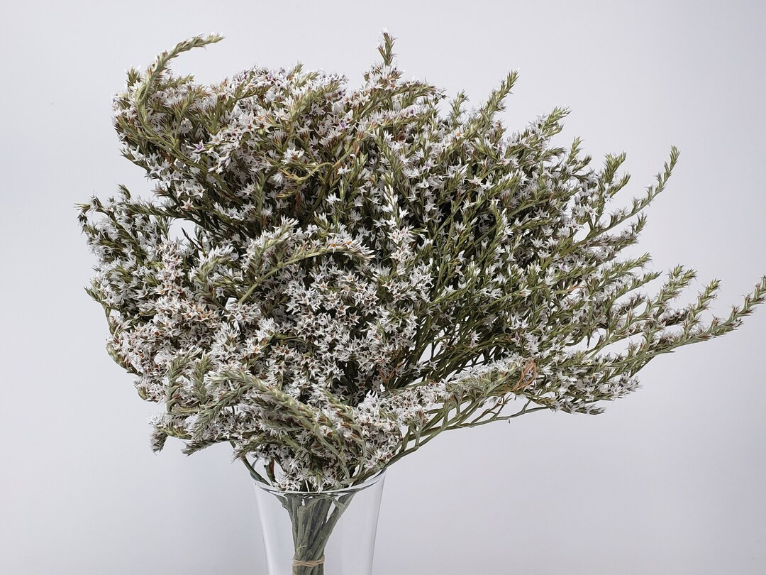 German Statice Natural  White Dried Statice White Flowers - Etsy | Etsy (US)