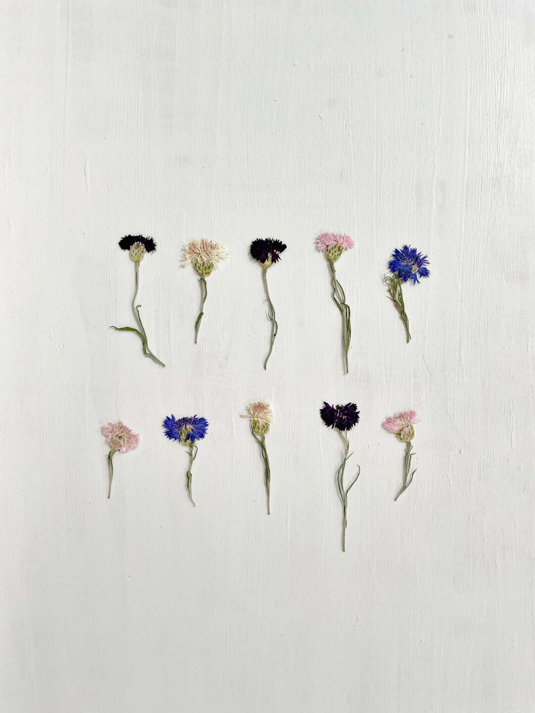 Pressed Cornflowers 10 Real Centaurea bachelors Button Pink, Blue, Purple Crafts, Resin, Jewelry,... | Etsy (US)