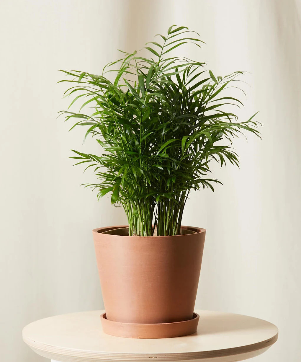 Parlor Palm EcoPot / Clay | Bloomscape