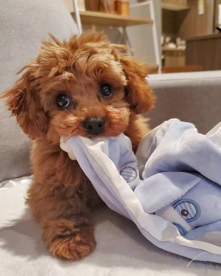 Puppy 🐶 essentials, must haves. Can’t live without these adorable finds ! 

#LTKdayinmylife #LTKmomlife #LTKBaby
