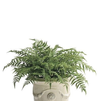 Outdoor Fern Urn Filler | Frontgate