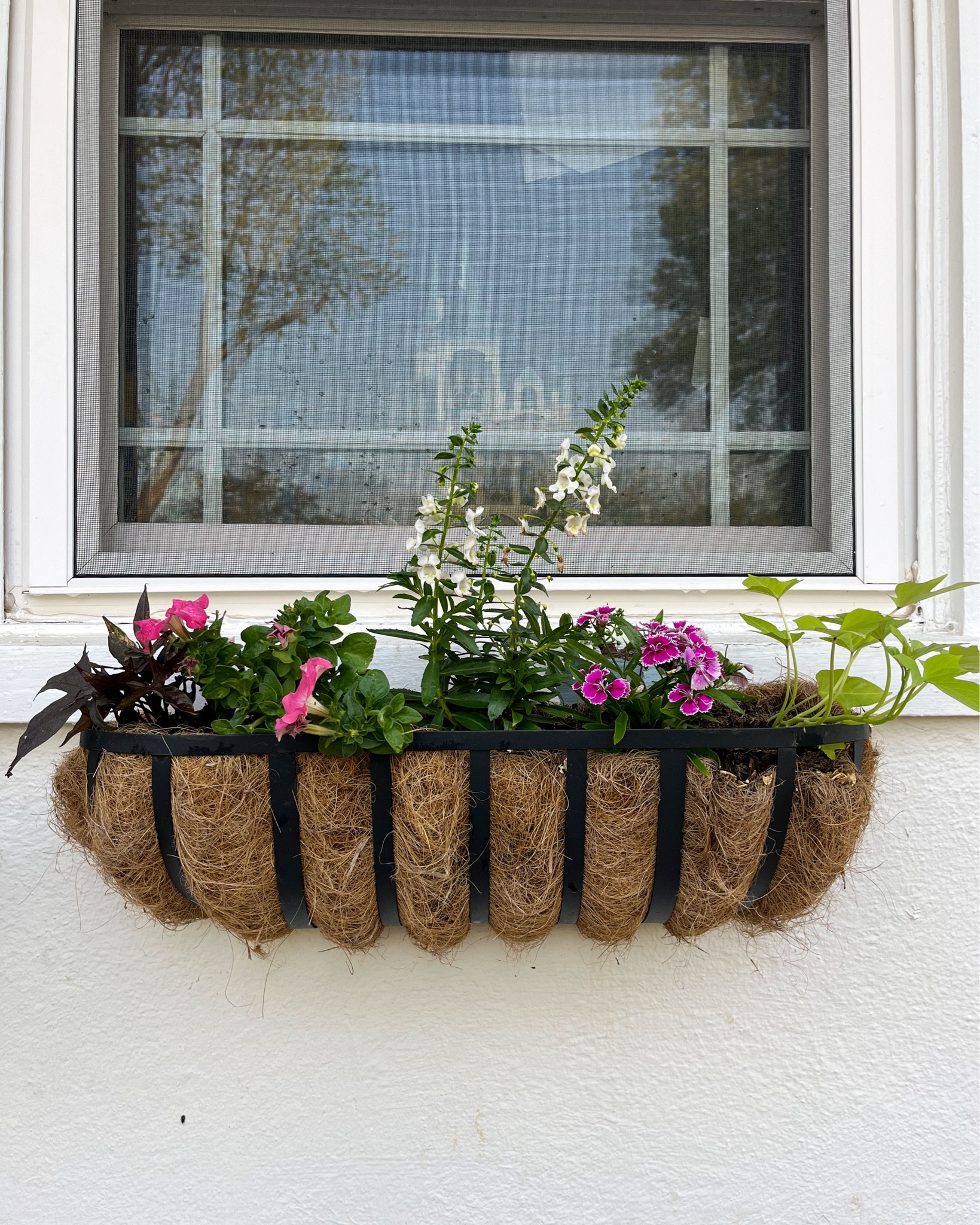 I finally finished planting our window boxes this week! I bought these on a whim a couple of years ago & I still love them! I went with mostly a pink, purple, & white theme but with  pops of yellow & orange! 

#LTKhome #LTKSeasonal