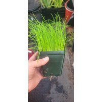 Chives Herb, Live Plant in A 4"" Pot | Etsy (US)