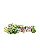 Shop Succulents | Assortment of Hand Selected Live Succulent Cutting for Arrangements and DIY Projec | Amazon (US)