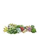 Shop Succulents | Assortment of Hand Selected Live Succulent Cutting for Arrangements and DIY Projec | Amazon (US)