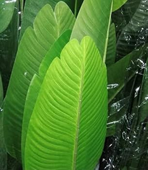 One 5 Foot Artificial Silk Bird of Paradise Palm Tree Potted Plant | Amazon (US)