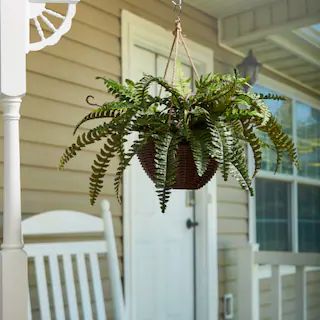 Faux Boston Fern Hanging Natural and Lifelike Artificial Arrangement and Imitation Greenery | Kroger