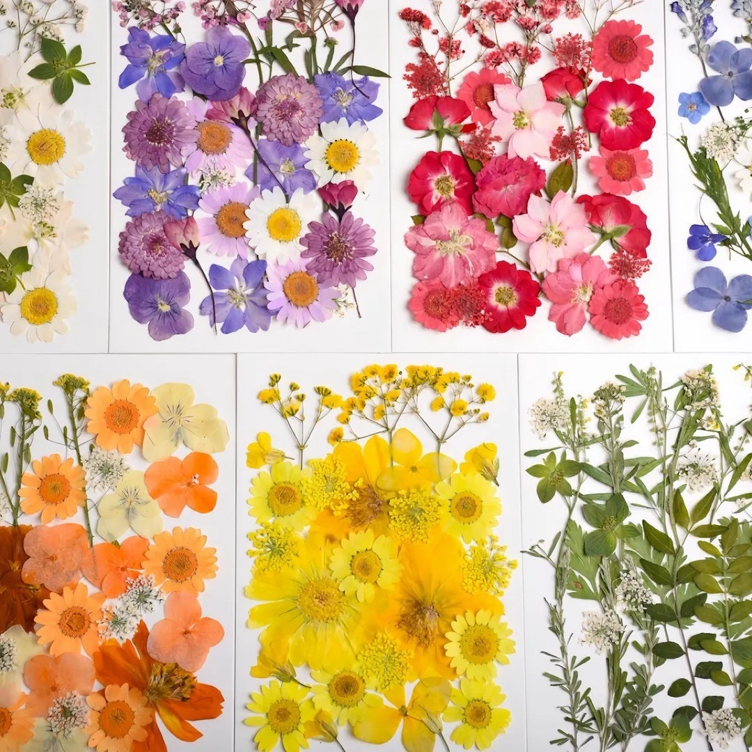 These pressed flower and leaf collections are perfect for crafting, journaling, resin art, and creative DIY projects. Each vacuum-sealed pack (approx. 4” x 5”) features carefully pressed botanicals, with options ranging from mixed leaves and color-coordinated florals to edible pressed flowers. Beautifully preserved and easy to use, these packs add natural detail and organic charm to every handmade project.

#LTKcrafts #PressedFlowers #PressedLeaves #CraftSupplies #DIYProjects #ResinArt #JournalingSupplies #EtsyFinds #CreativeInspo

#LTKHome #LTKSeasonal #LTKWedding