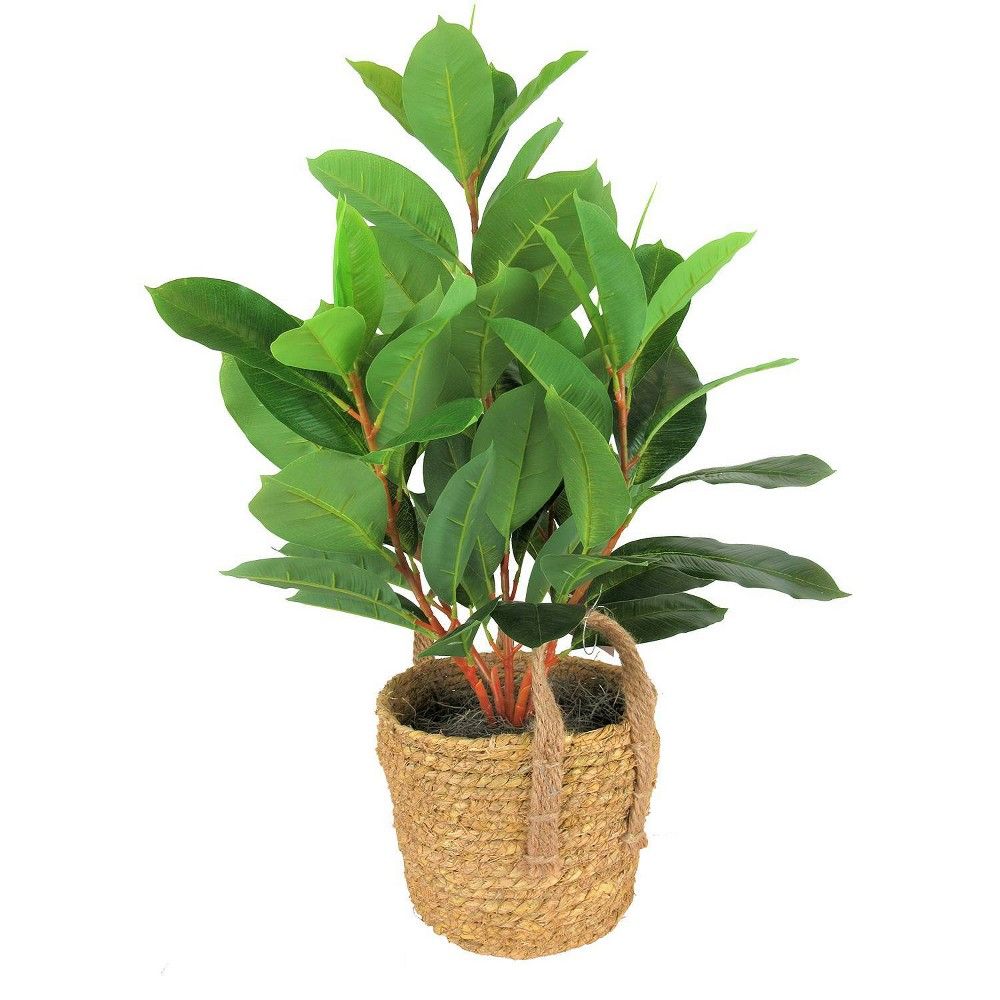 27"" x 14"" Artificial Rubber Plant in Boho Basket Cream - LCG Florals | Target