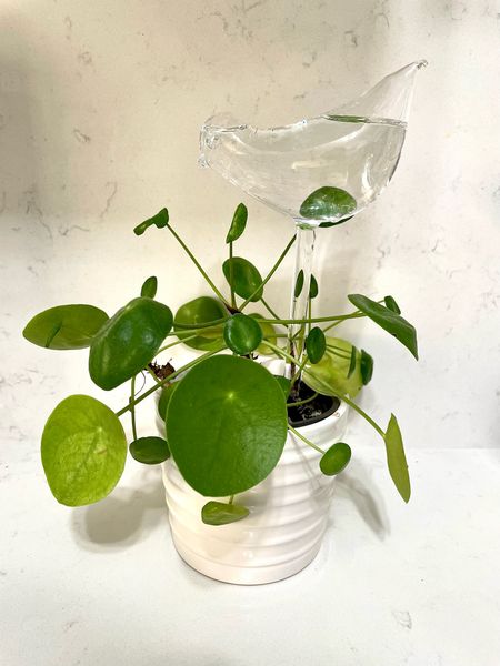Self watering globes for plants. Set of 2.

Wrap the end with a thin layer of cloth if you want to slow the flow. This will also prevent the dirt from ending up inside the glass.