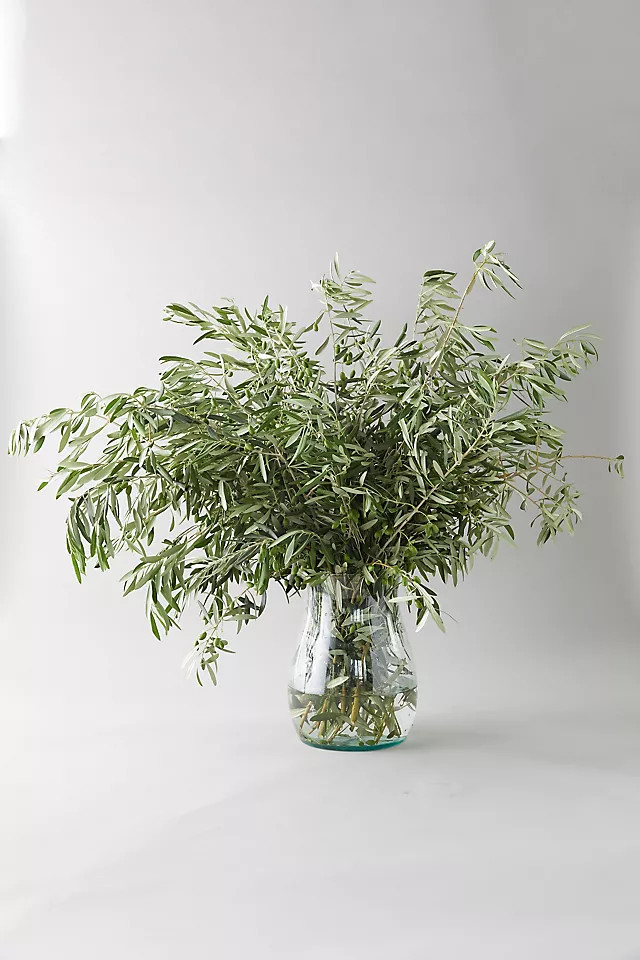 Fresh Olive Branch Bunch | Anthropologie (US)