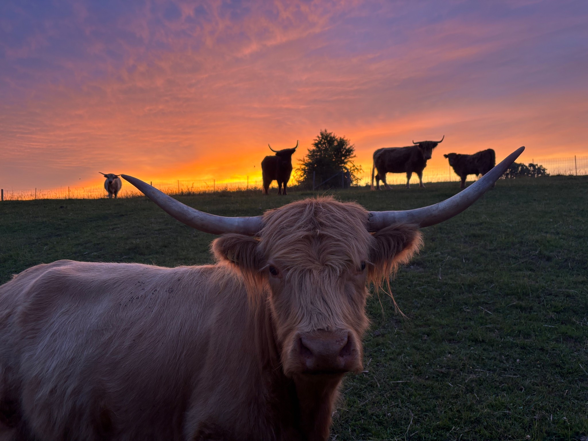 Goodnight farm ♥️ can’t believe this is our new view!!!!!

#LTKMens #LTKKids #LTKFamily
