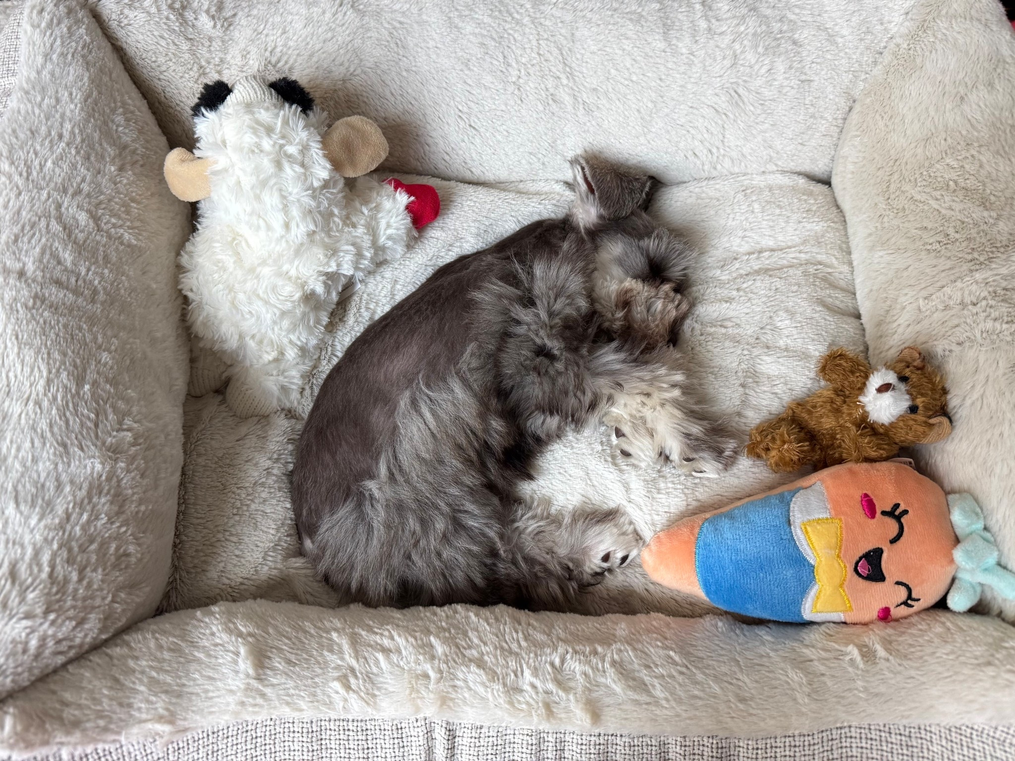 Matcha is setting in so well! Snapped this cute picture of him sleeping in his bed with his favorite toys. 🥹🐶

#LTKPets