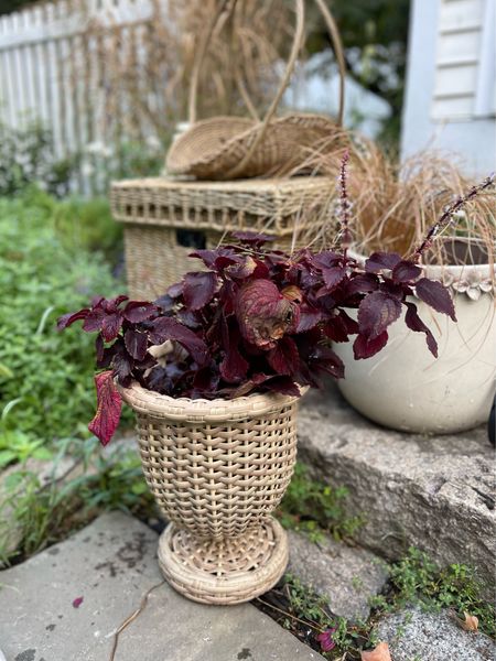 Julia Berolzheimer x Pottery Barn woven wicker urn planter showing off with a Fall plant. 🍂 This is the small size  

Autumn, fall decor, outdoor decor, gardening, home decor

#LTKhome #LTKSeasonal