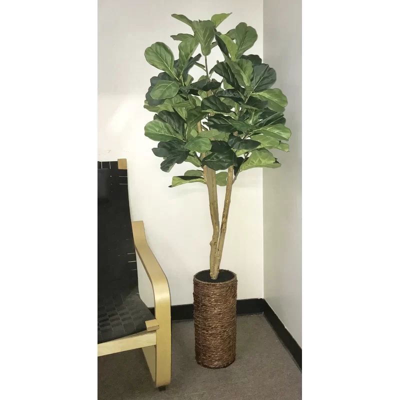 Fiddle Leaf Fig Tree in Basket | Wayfair North America