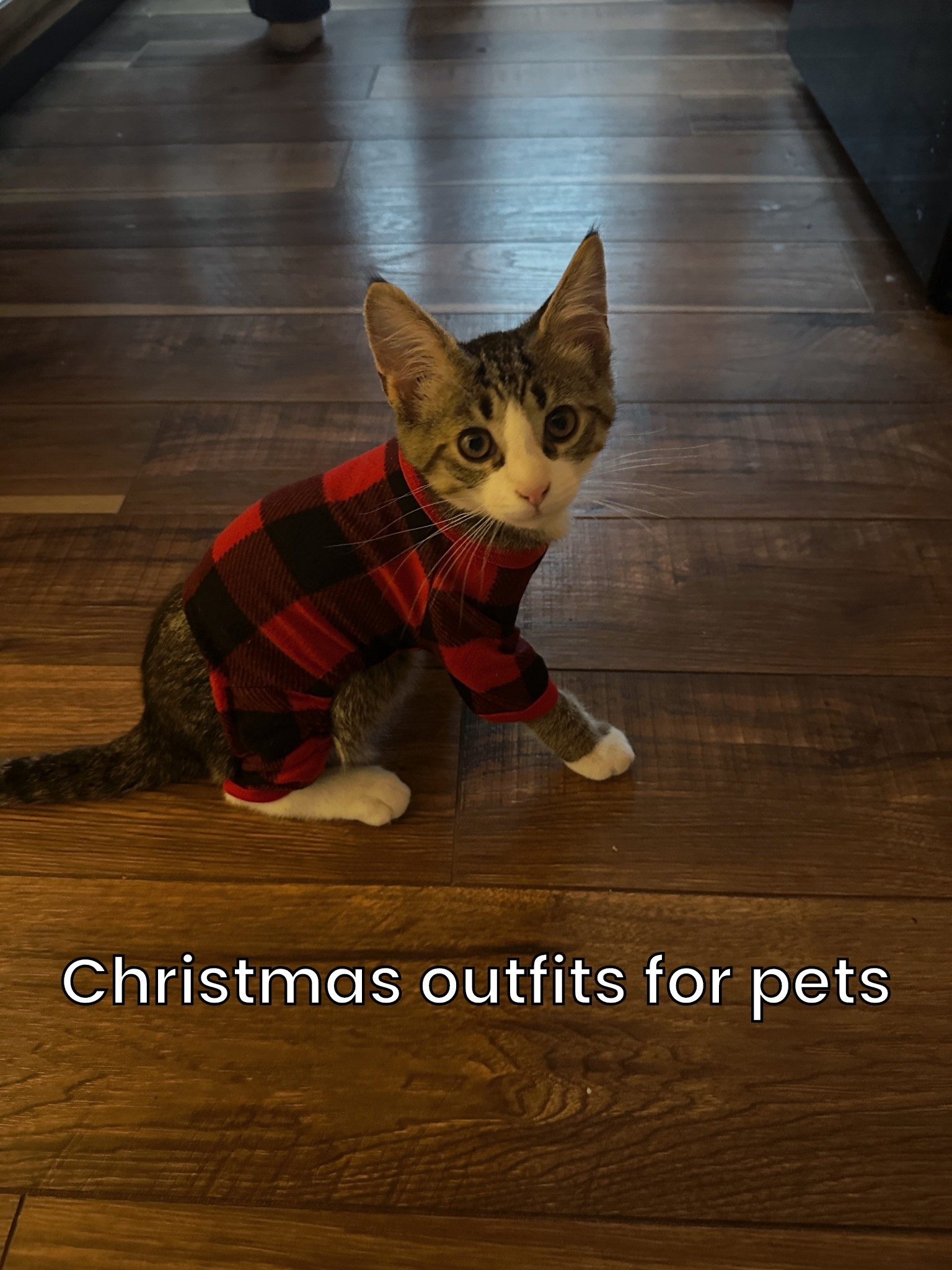 Is there ANYTHING cuter than a kitten in Christmas pjs? Absolutely not. This was from last year and the cats have outgrown their matching Christmas pajamas, so I purchased sweaters for them this year. Target has matching Christmas pjs for the whole family, human children included 😉 

#LTKHoliday #LTKPets #LTKFamily