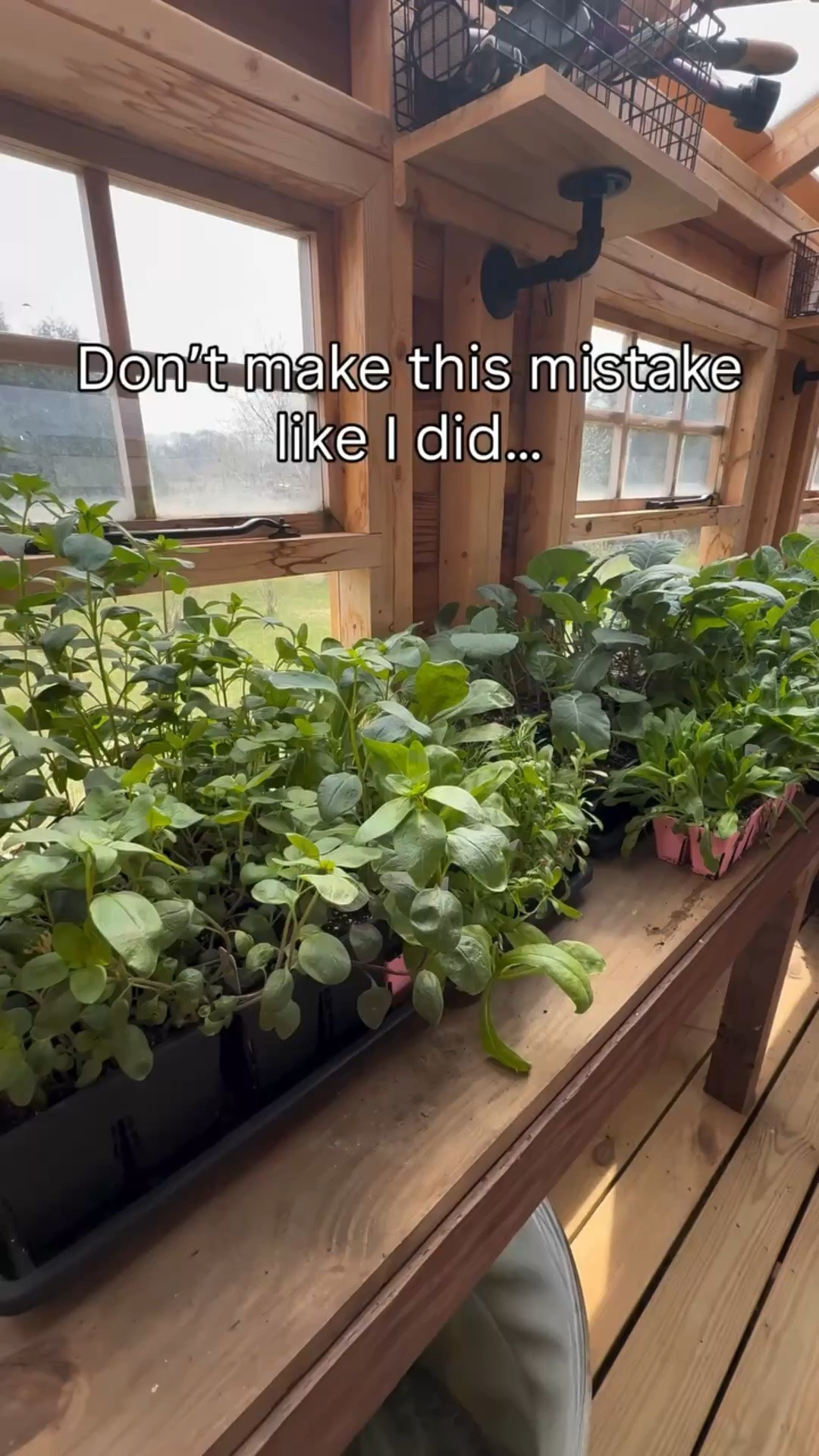 Biggest seedlings mistake I’ve made?

Ignoring the wind.

Don’t let wind undo weeks of work.

In Zone 4, we’re so focused on frost dates that we forget one of the biggest threats to young plants: wind.

Seedlings grown indoors or in a greenhouse aren’t used to:
• Constant airflow
• Rapid moisture loss
• Sudden temperature swings

So when you plant them straight out into an exposed bed… they struggle fast.

What to do instead:
– Harden off gradually (not just sun—wind too)
– Avoid planting on super windy days
– Use row cover, crates, or plant near a windbreak
– Give them a few days of protection after transplant

A little protection now = stronger plants all season.

Save this before your next planting day 🌱