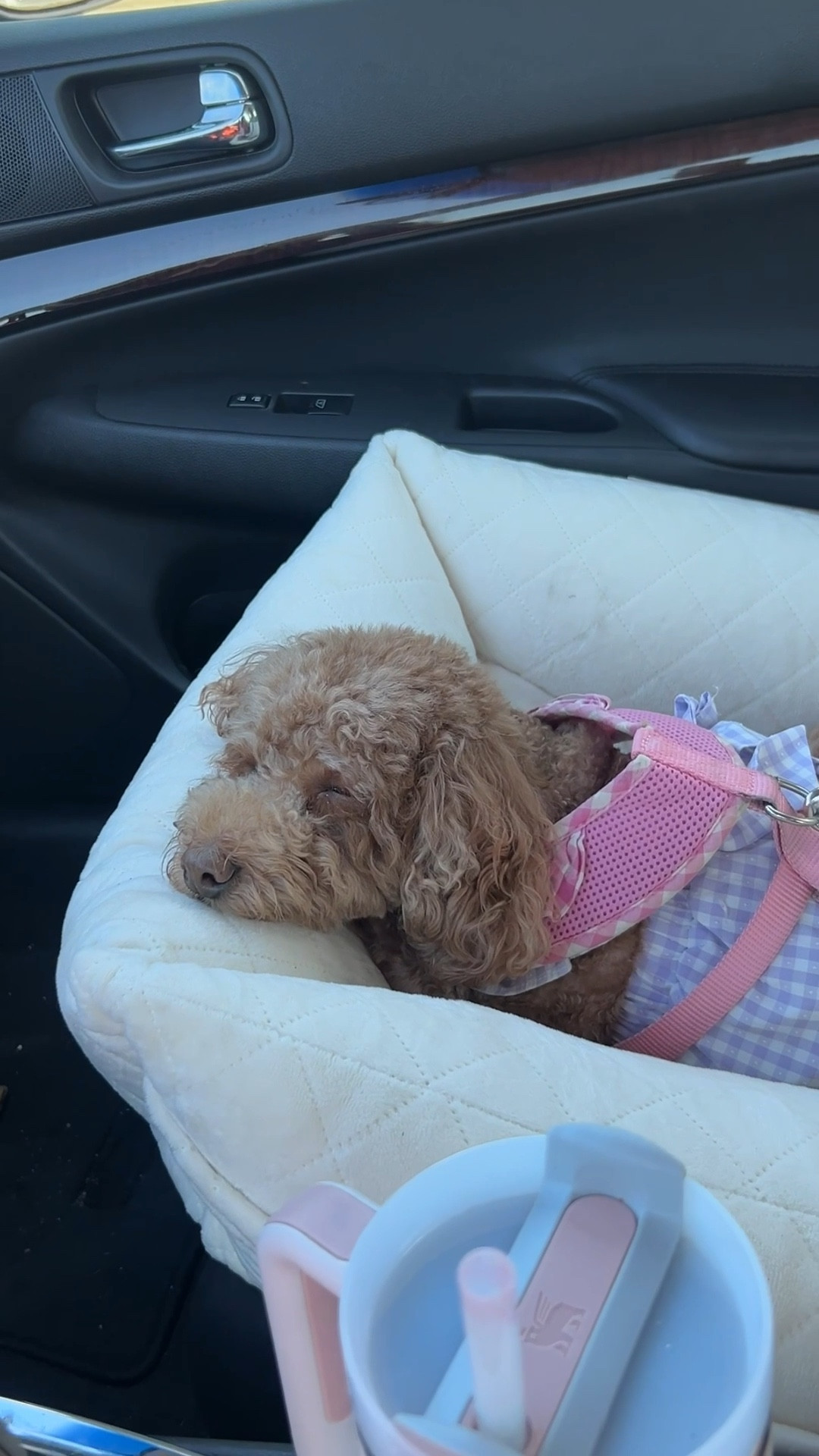 Summer in her new car seat🥰 
Pet carrier, Stanley cup 

#LTKActive #LTKPets #LTKTravel