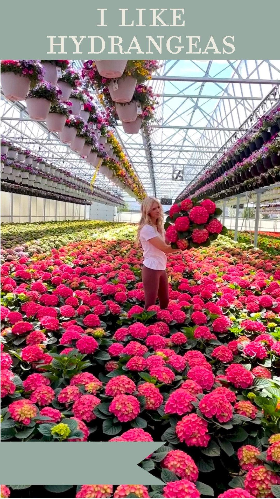 Costco hydrangea growing “long” video just dropped. 💖

It’s on the “other platform” that cannot be named. Rhymes with You schmoob. 

Link in stories. 

Can we talk about how mqgical the @olsons_greenhouse_gardens hydrangea rooms are?!? 

I love these big leaf florist hydrangeas and grow them as annuals every year. 

Mine last clear until November. And I love watching them change colors into fall! 

@olsons_greenhouse_gardens grows a variety for @Costco and @homedepot stores that I’ve grown to be very vocal about loving. 🥰 (you can find these there if you’re lucky!) 

More hydrangea videos and care content coming soon! 

Tell me all your questions so I can make you  a reel and long video! 

And if you have some that need help, make sure you watch the long video I just posted! 

become a hydrangea queen, growing hydrangeas for beginners, hydrangea care, growing hydrangeas, beginner gardening tips