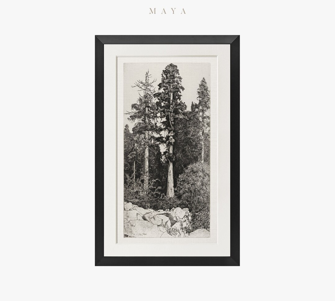 Vintage Art Framed Matted, 2. Etching Tree Print, Framed Trees Wall Art, Tree Drawing Sketch Art,... | Etsy (US)