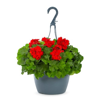 Lowe's Multicolor Geranium in 1.5 Gallon(s) Hanging basket | Lowe's