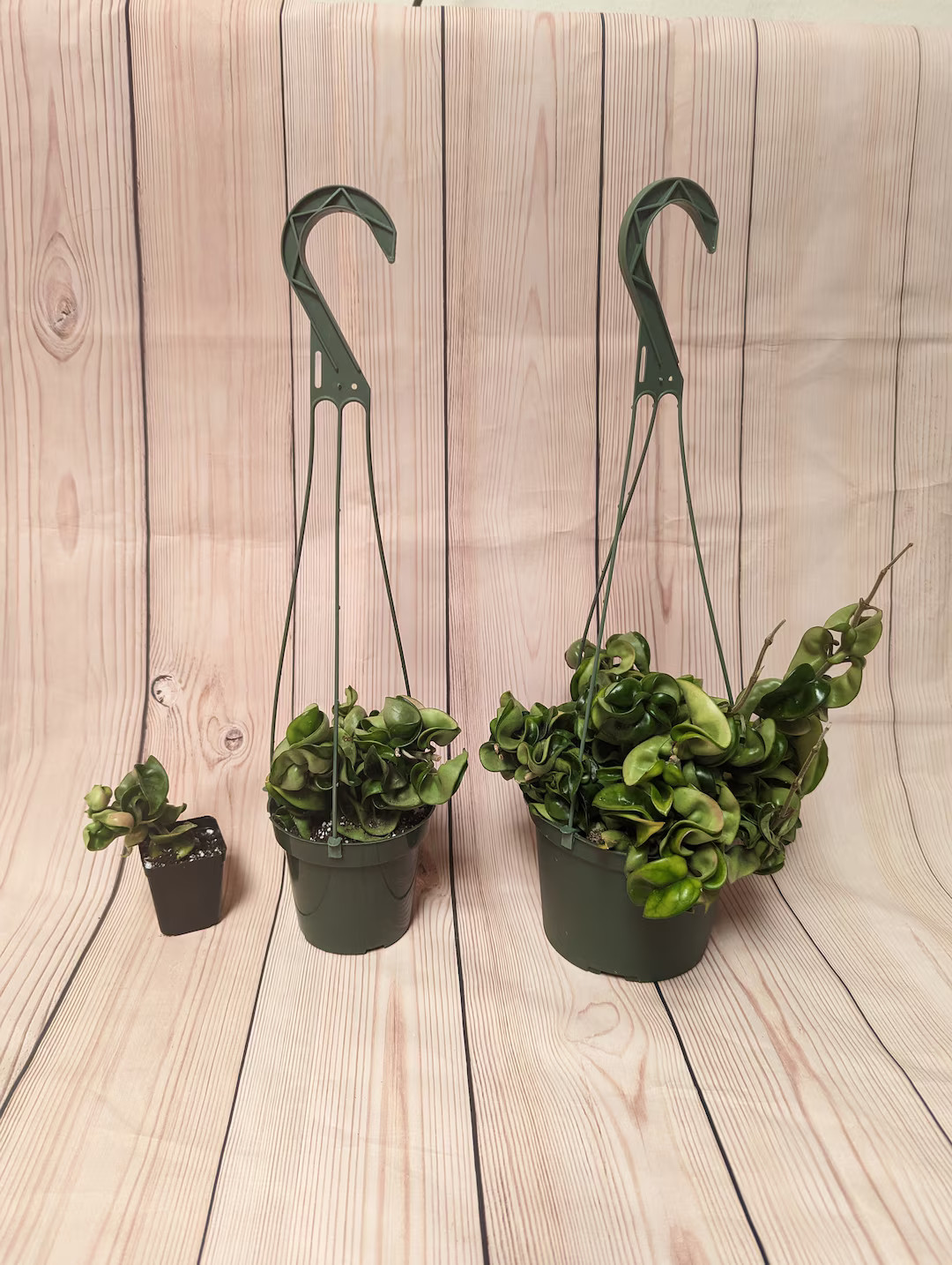 Hoya compacta in 2" Pot, and 4" & 6" Hanging Pot, Hoya Hindu Rope, FREE Shipping Included, US Sel... | Etsy (US)