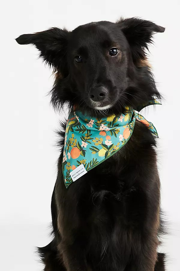 Pet Bandana | Anthropologie (US)