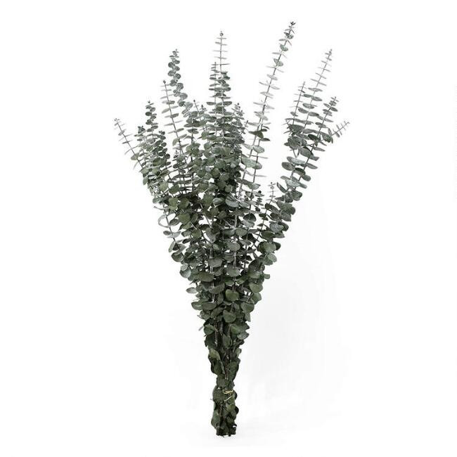 Preserved Baby Eucalyptus Bunch | World Market