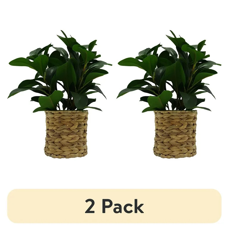 (2 pack) Better Homes & Gardens 13" Artificial Peperomia Plant in Wicker Basket | Walmart (US)